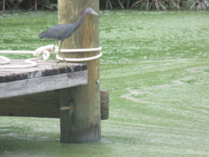 blue heron overlooking slimy water