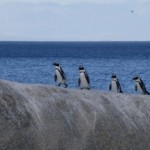 African Penguins