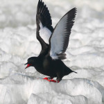 Black Guillemot Cooper Isle