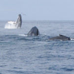 Humpback whales surfacing and breaching in the ocean, possibly near Stellwagen Bank.