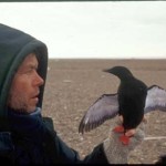 George-Divoky-with-guillemot
