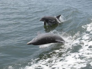 Indian-River-Lagoon-dolphins
