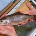 Mike Hopper Holding Trout