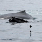 Petrel Whales