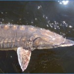Sturgeon