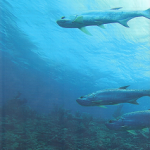 Tarpon