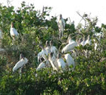 Wood Storks roosting in mangrove trees