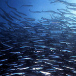 A large school of fish swimming underwater, likely river herring.