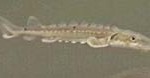 baby sturgeon CT River