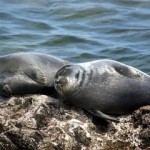 lake baikal seals