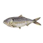 men-menhaden-200-lw