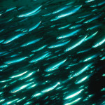 A large group of schooling Atlantic herring