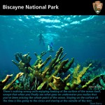 People snorkeling above a coral reef in Biscayne Bay with a quote by Dave Barry.