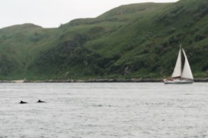 Harbor porpoise in the Strait of Corryvreckan 