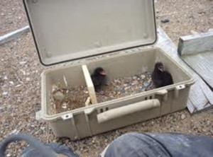 Alaska black-guillemot-chicks Case