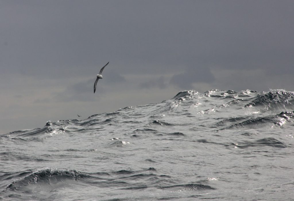 A bird is soaring above rough ocean waves under a cloudy sky.