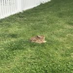 A rabbit is sitting on a grassy lawn near a white fence.