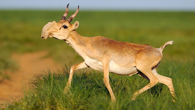 advancing environmental education of an endangered animal, the saiga antelope.
