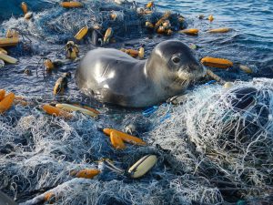 A seal tangled in discarded fishing nets and debris in the ocean.