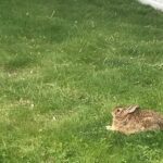A rabbit sitting on a grassy lawn near a white fence.