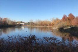 Jerry's Pond Cambridge w geese