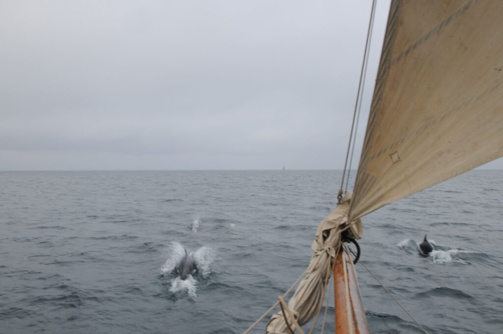 A sailboat on the ocean with overcast skies and dolphins in the water.