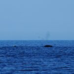 Right whale swimming and blowing two puffs of vapor in a V shape.