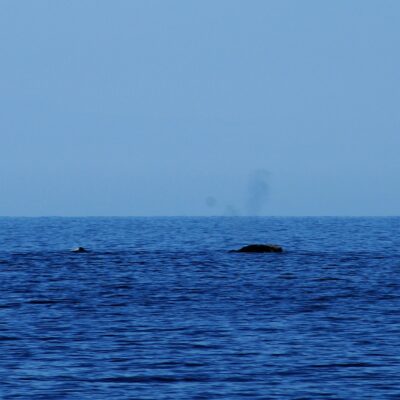 Right whale swimming and blowing two puffs of vapor in a V shape.